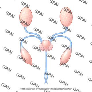 Drosophila reproductive system male dorsal