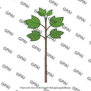 Tulip tree seedling