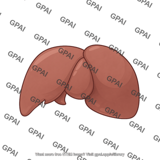 Mouse liver anterior view