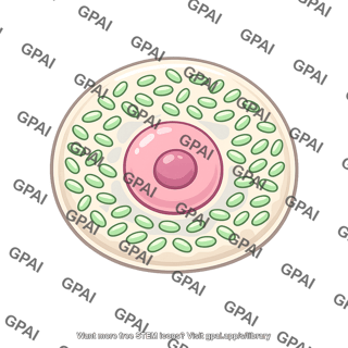 Bacteriocyte