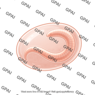 Root knot nematode egg 1