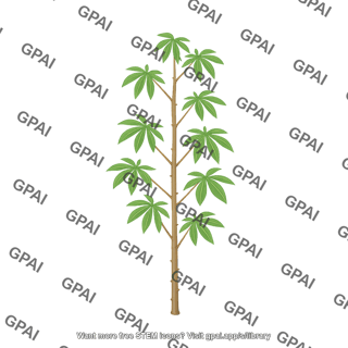 Cassava plant