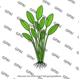 Aquatic plant rooted oval leaf tuft