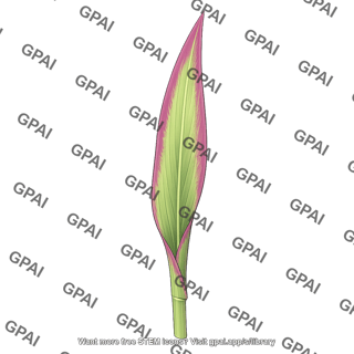 Corn leaf with phosphorus deficiency