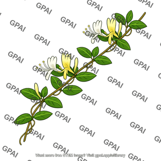 Japanese honeysuckle