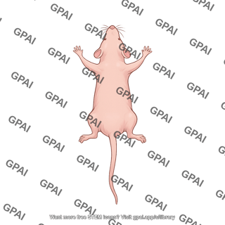 Mouse dorsal anatomical position hairless