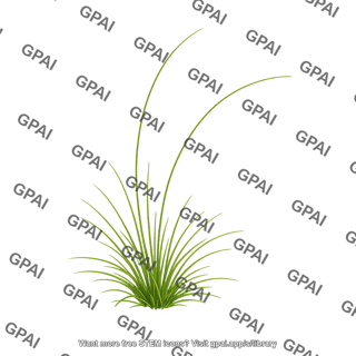 Kangaroo grass flowerless