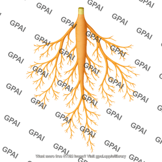 Roots storage