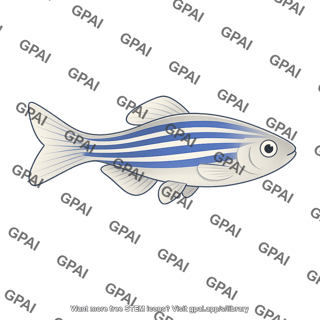 Zebrafish male turning