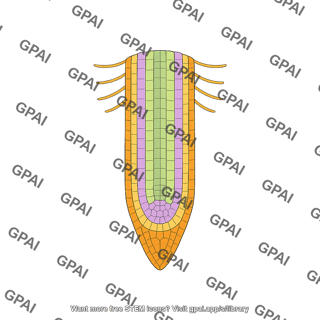 Root meristem