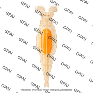 Bdelloid rotifer 434