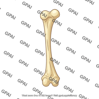 Mouse humerus anterior