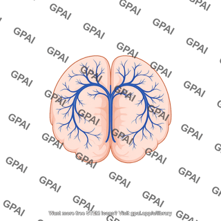 Mouse brain dorsal veins