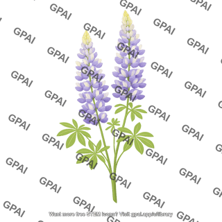 Pearl lupin lupinus mutabilis