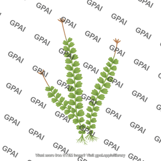 Liverwort leafy