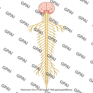 Nervous system