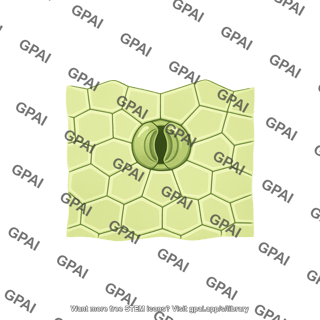 Plant surface with stomata large 1