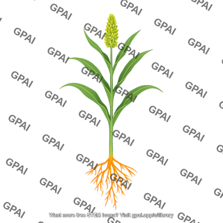 Sorghum stage 6