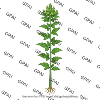 Late season annual plant
