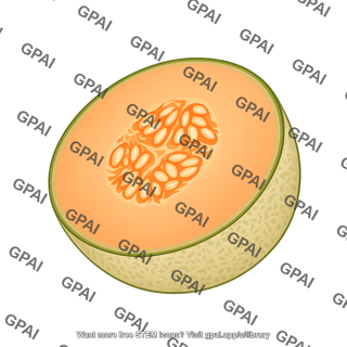 Cantaloupe cut