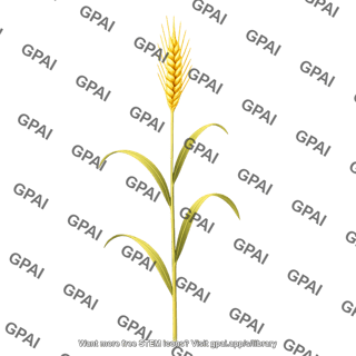 Wheat mature