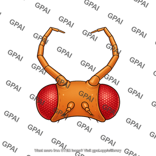 Drosophila head dorsal antennapedia