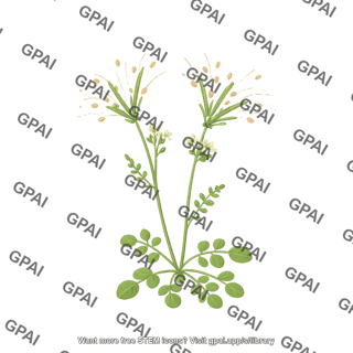 Cardamine hirsuta exploding fruit