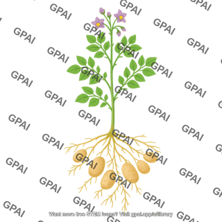 Potato plant