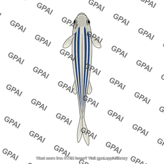 Zebrafish adult dorsal male