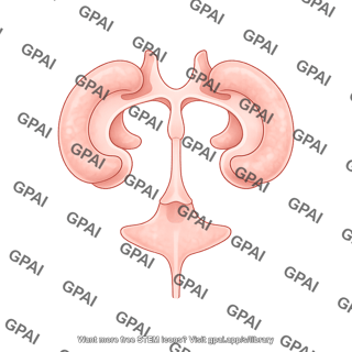 Mouse brain ventricles dorsal