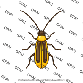 Western corn rootworm adult male