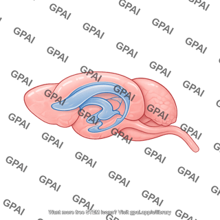 Mouse brain lateral with ventricles