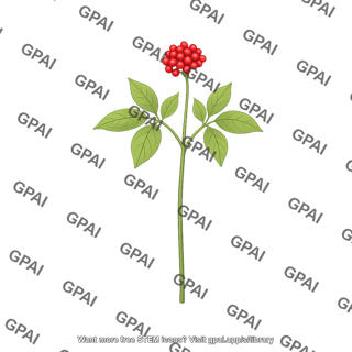 Ginseng plant young