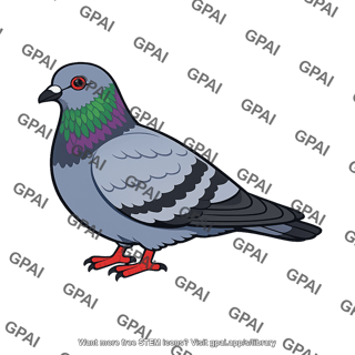 Rock dove male