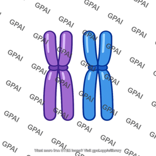 Homologous chromosomes