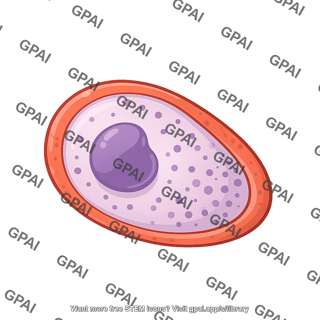 P vivax 4 male gametocyte 1