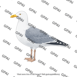 Herring gull larus argentatus