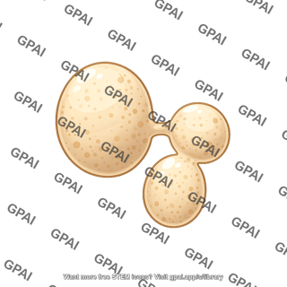 Yeast saccharomyces 2