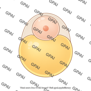 Zebrafish embryo 01b. 1 cell stage cross section