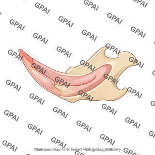 Mouse mandible cut incisor