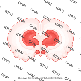 Mouse brain coronal hippocampus medial mamillary nucleus