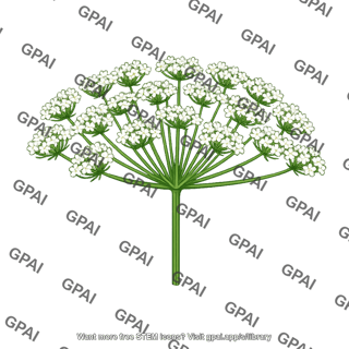 Umbellifer flower cluster