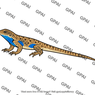 Side blotched lizard blue morph