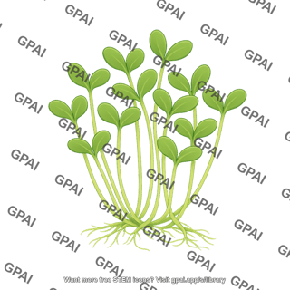Sunflower microgreens