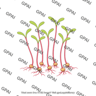 Beet sprout