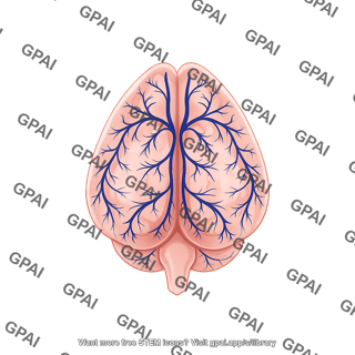 Mouse brain dorsal with veins dura