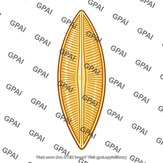 Benthic diatom
