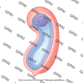 Mouse post implantation embryo e6