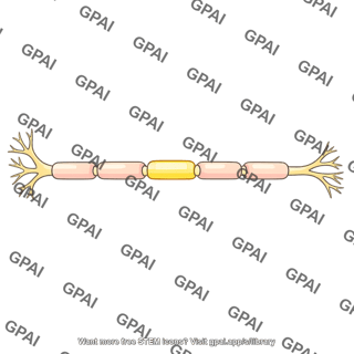 Myelinated axon