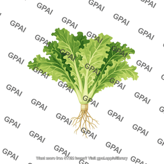 Lettuce